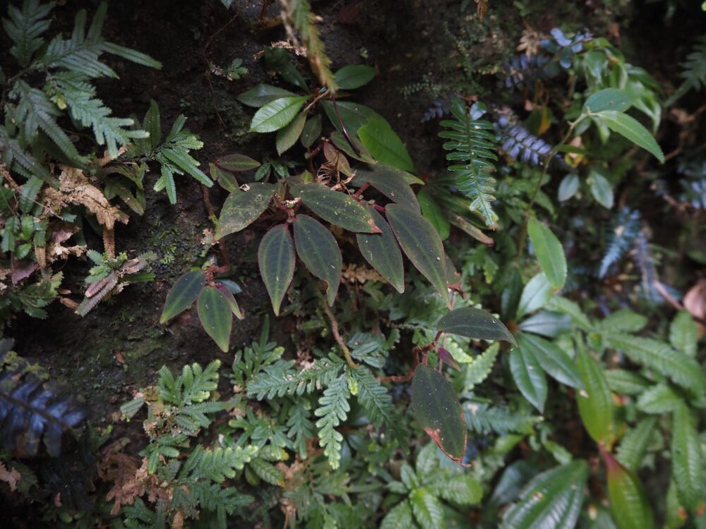 紺ソネリラ Sonerilla sp.Di Linh Plateau VietNam p*n様 青光りSonerila  Linh Plateau,Vi - メルカリ